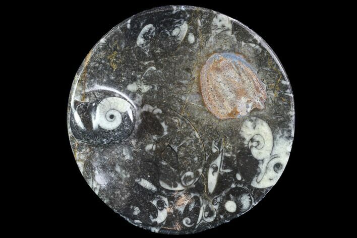 Round Fossil Goniatite Dish #91500